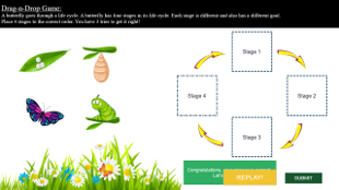 Butterfly Lifecycle