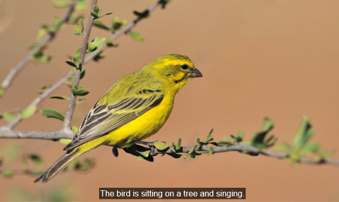 In ActivePresenter, you can easily add closed captions using the Closed Caption object.