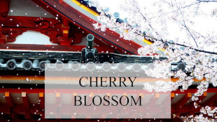 Cherry Blossom