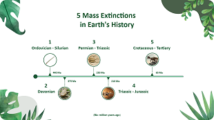 Timeline Slider